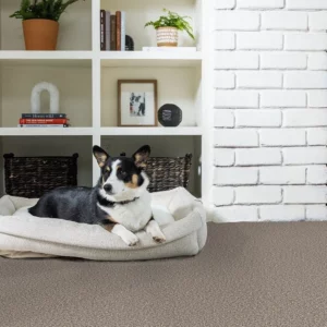 Pet friendly carpet | Carpetland USA Wisconsin